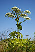 Hogweed can reach great hights