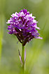 Photo ofPyramidal orchid (Anacamptis pyramidalis). Photographer: 