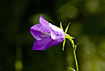 Photo ofPeach-leaved Bellflower (Campanula persicifolia). Photographer: 