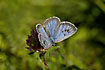 Photo ofLarge Blue (Maculinea arion). Photographer: 