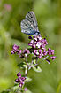 Male sucking nectar on Wild Marjoram

