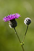 Flower heads of Greater Knapweed