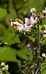 White Admiral with the delicate underside - sucking nectar on bramble flowers