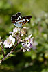 White Admiral with the delicate underside - sucking nectar on bramble flowers