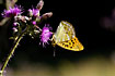 Silver-washed Fritillary on thistle