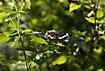 The sun shines through the wings of a White Admiral