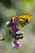 Silver-washed Fritillary on thistle