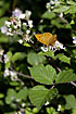 Silver-washed Fritillary sucking nectar on bramble in a glade