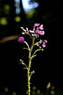 Photo ofMarsh Thistle (Cirsium palustre). Photographer: 