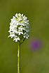A white variation of Pyramidal orchid with a red in the background