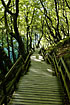 Stairs down to the bottom of the cliffs winding through the always spring coloured beech forest