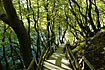 Stairs down to the bottom of the cliffs winding through the always spring coloured beech forest