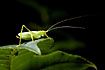 Oak bush cricket with long antennae