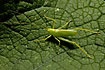 Oak bush cricket on leaf