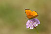 Scarce Copper on thrift