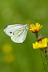 Green-veined White sucking nectar