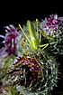 Oak bush cricket in flower head