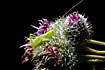 Oak bush cricket in flower head