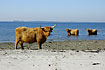 Cows cooling in the sea