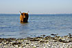 Cow cooling in the sea