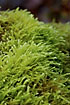 Soft moss on the forest floor