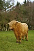 Higland cow on meadow