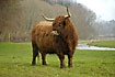 Highland cattle on meadow