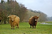 Higland cattle on meadow