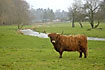 Highland cow on meadow