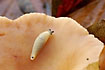 A naked snail on mushroom