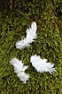 Bird feathers on moss