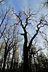 Naked forest - beech silhouettes against a blue sky