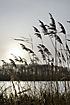 Low winter sun and reed at the lake