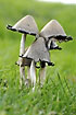 Older, inky hats indicating the name Inky cap