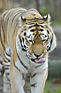 Tiger licking (captive animal)