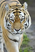 Foto af Sibirisk Tiger (Panthera tigris altaica). Fotograf: 
