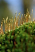 "Flowering" mosses with sporehouses