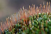 "Flowering" mosses with spore houses