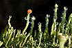 Lichen (Cladonia sp.) fruiting and with waterdroplets
