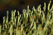 Lichen (Cladonia sp.) fruiting and with waterdroplets