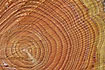 Tree rings on a ca. 30 year old spruce