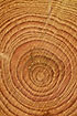 Tree rings on a ca. 30 year old spruce