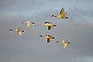 Whooper Swans in flight against the evening sky