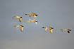 Whooper Swans in flight against the evening sky