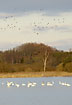 Whooper Swans and a group of ducks in evening light