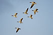 Greylag Geese in flight formation