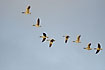 Greylag Geese in fligt formation in evening light