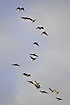 Greylag Geese in fligt formation in evening light