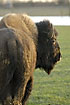 Photo ofAmerican Bison (Bison bison). Photographer: 