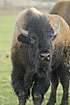 American Bison on danish field - a meat delicacy